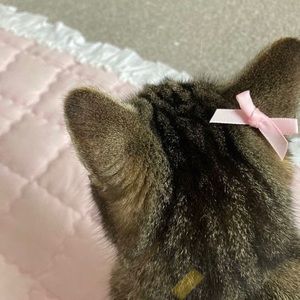 Meet your Posher, Joyce